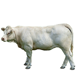 Charolais Cow