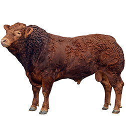 Limousin Cow