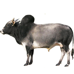 Adamawa Cow