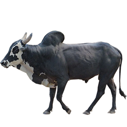 Alambadi Cow