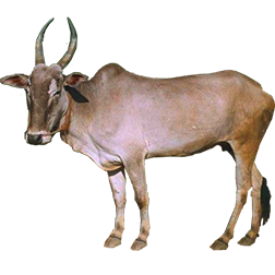 Halikar Cow