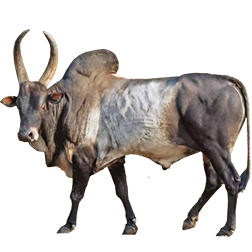 Kangayam Cow
