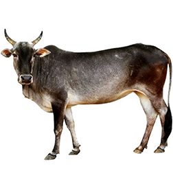 Kenkatha Cow
