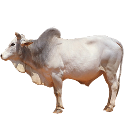 Malvi Cow