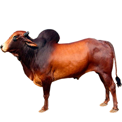 Red Kandhari Cow