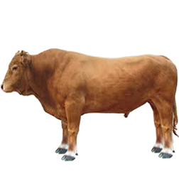 Yanbian Cows
