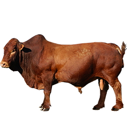 Afrikaner Cow