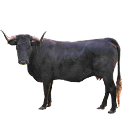 Andalusian Black Cow