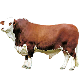 Australian Braford Cow