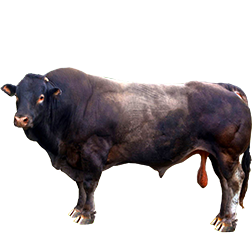 Bazadaise Cow