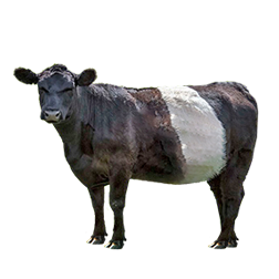 Belted Galloway Cow