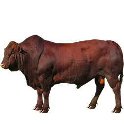 Bonsmara Cow