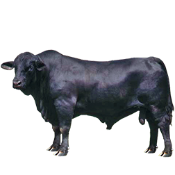 Brangus Cow