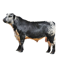Canadian Speckle Park Cow