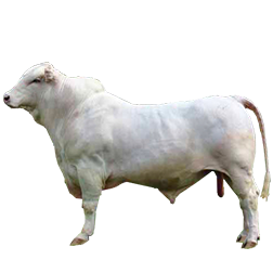 Canchim Cow