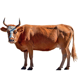 Corsican Cow