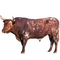 Florida Cracker Cow
