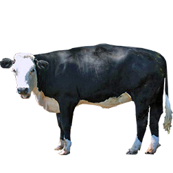 Hays Converter Cow