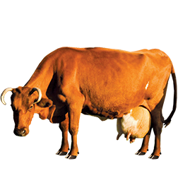Lithuanian Red Cow
