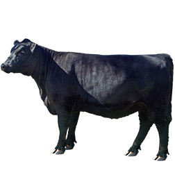 Lowline Cow