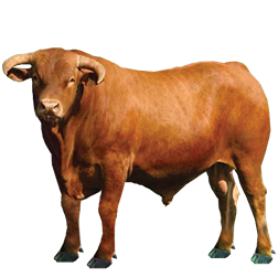 Mocho Nacional Cow