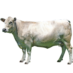 Murray Grey Cow