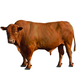 Romosinuano Cow
