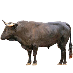 Spanish Fighting Bull Cow
