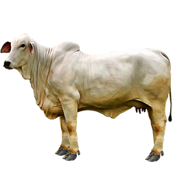 Tabapuan Cow