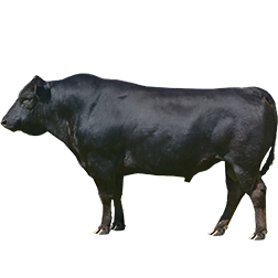 Tajima Cow