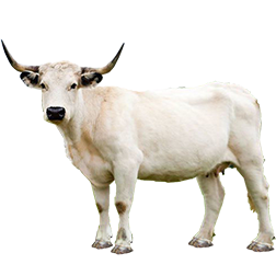 Vaynol Cow