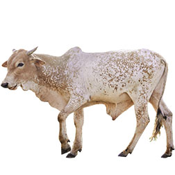 White Fulani Cow