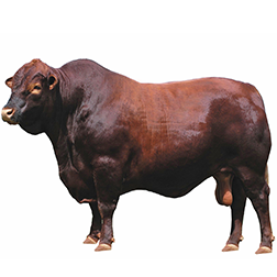 Santa Gertrudis Cow