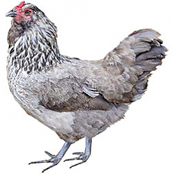 Ameraucana Bantam Chicken