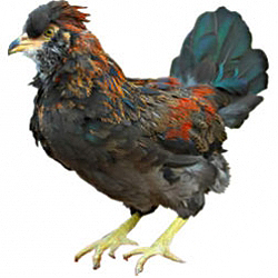 Araucana Bantam Chicken