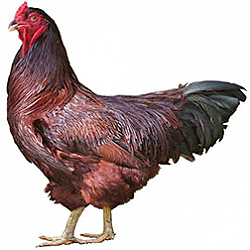 Buckeye Bantam Chicken