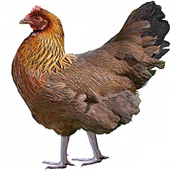 Chantecler Bantam Chicken