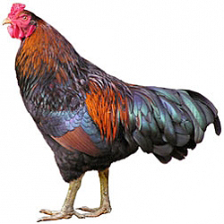 Cornish Bantam Chicken