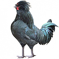 Crevecoeur Bantam Chicken