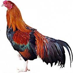 Cubalaya Bantam Chicken