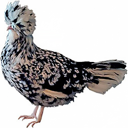 Houdan Bantam Chicken