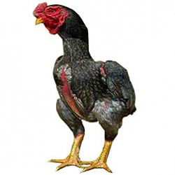 KO Shamo Bantam Chicken
