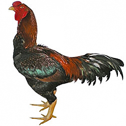 Malay Bantam Chicken