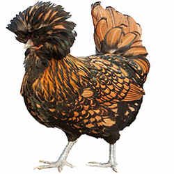 Polish Bantam Chicken (Bearded)