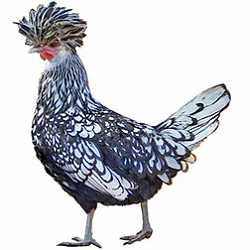 Polish Bantam Chicken (Non Bearded)
