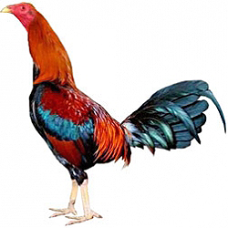 Shamo Bantam Chicken
