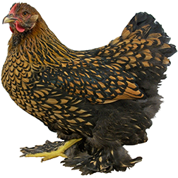 Feather Leg Bantam Chicken Breeds