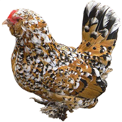 Belgian Bearded D'Uccle Bantam Chicken