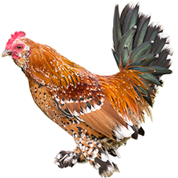 Booted Bantam Chicken (Non-bearded)
