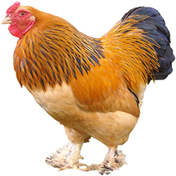 Brahma Bantam Chicken